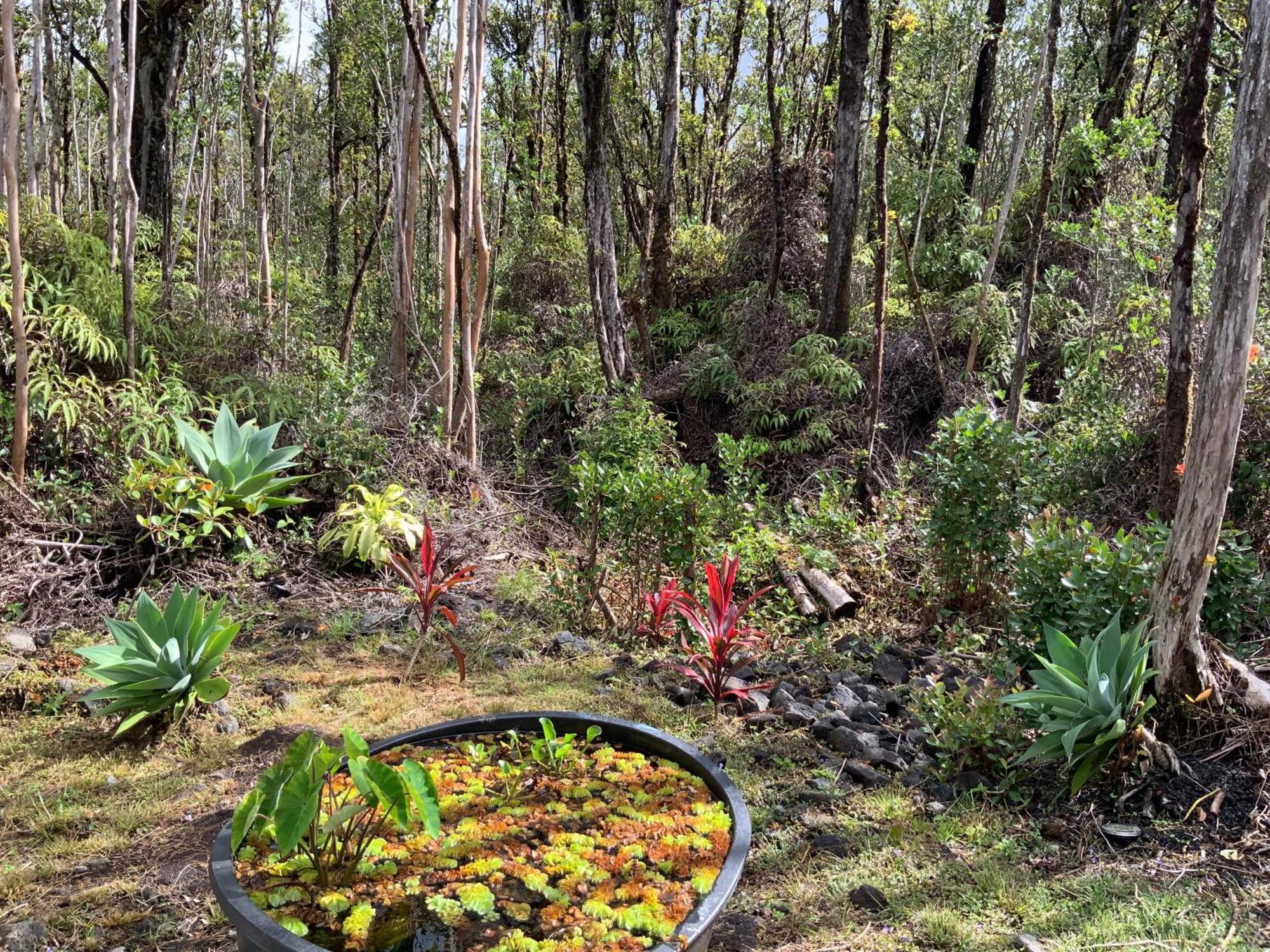 Exotic Garden Cottage At Amazing Volcano Fissure Mountain View Exterior foto