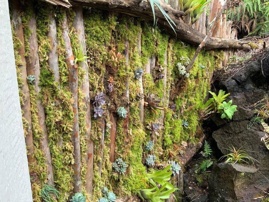 Exotic Garden Cottage At Amazing Volcano Fissure Mountain View Exterior foto